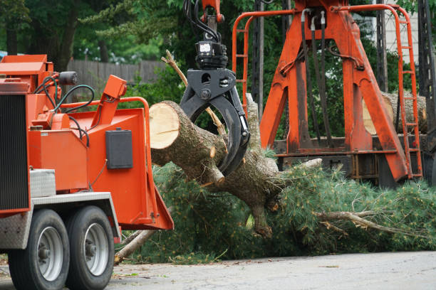 Best Tree Trimming and Pruning  in Platteville, CO